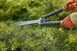 Landscaping Maintenance